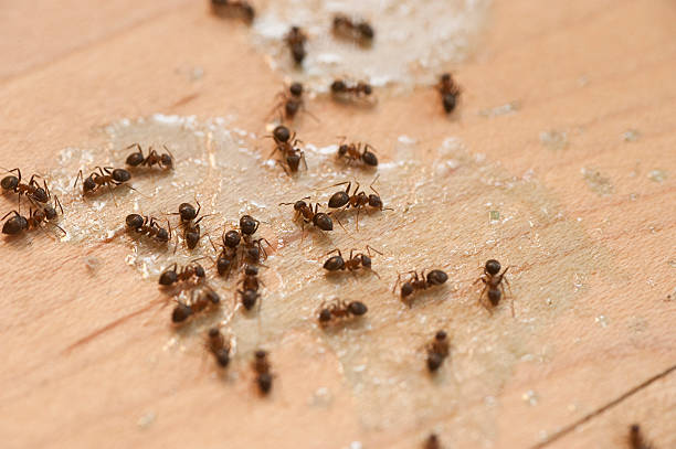 Best Pest Removal Services  in Mccall, ID