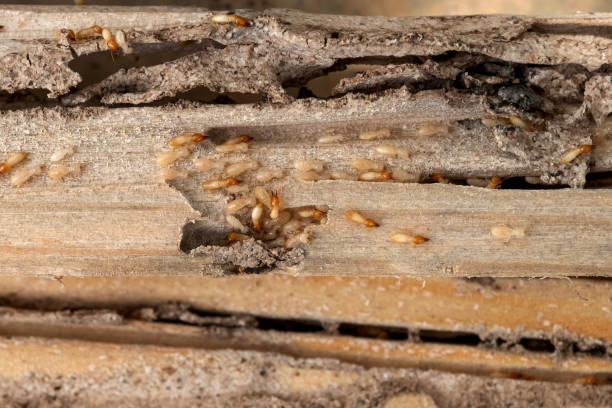 Best Exterminator Services  in Mccall, ID