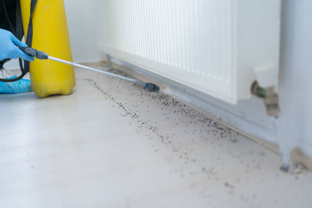 Best Termite Control Services  in Mccall, ID